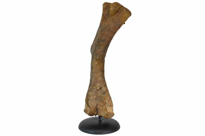 Fossil Hadrosaur (Kritosaurus) Humerus - Aguja Formation, Texas #113102